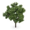 Sycamore Maple (Acer pseudoplatanus)