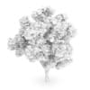 Sycamore Maple (Acer pseudoplatanus)