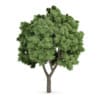 CGAxis Models Volume 62 3D Trees VI - Image 15