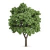 Sycamore Maple (Acer pseudoplatanus)