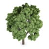 Sycamore Maple (Acer pseudoplatanus)