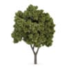 CGAxis Models Volume 62 3D Trees VI - Image 14