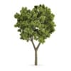 CGAxis Models Volume 62 3D Trees VI - Image 13