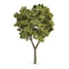CGAxis Models Volume 62 3D Trees VI - Image 12