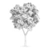 White Ash (Fraxinus americana)