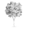 White Ash (Fraxinus americana)