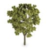 White Ash (Fraxinus americana)