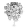 White Ash (Fraxinus americana)