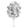 White Ash (Fraxinus americana)