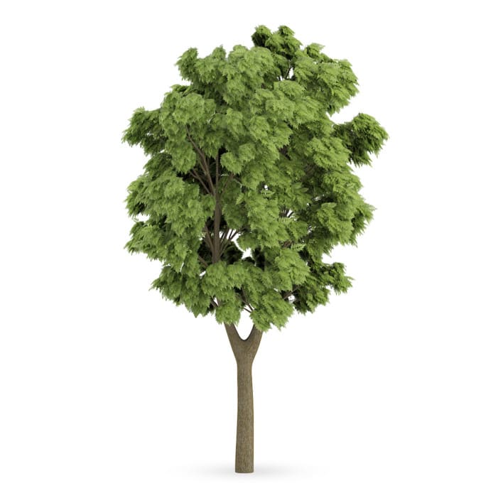 White Ash (Fraxinus americana)