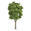 White Ash (Fraxinus americana)