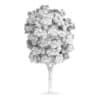 White Ash (Fraxinus americana)