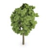White Ash (Fraxinus americana)