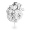 White Ash (Fraxinus americana)