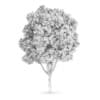 Common Ash (Fraxinus excelsior)