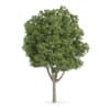 Common Ash (Fraxinus excelsior)
