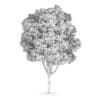 Common Ash (Fraxinus excelsior)