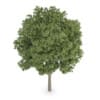 Common Ash (Fraxinus excelsior)