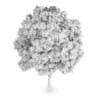 Common Ash (Fraxinus excelsior)
