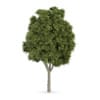 CGAxis Models Volume 62 3D Trees VI - Image 9