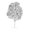 Common Ash (Fraxinus excelsior)