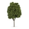 Common Ash (Fraxinus excelsior)