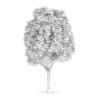 Common Ash (Fraxinus excelsior)