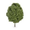 Common Ash (Fraxinus excelsior)