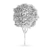 Common Ash (Fraxinus excelsior)