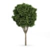 Common Ash (Fraxinus excelsior)