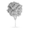 Common Ash (Fraxinus excelsior)