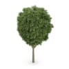 Common Ash (Fraxinus excelsior)