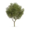 CGAxis Models Volume 62 3D Trees VI - Image 7