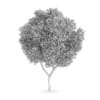 Honey locust (Gleditsia triacanthos)