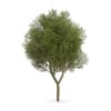Honey locust (Gleditsia triacanthos)