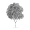 Honey locust (Gleditsia triacanthos)