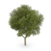 Honey locust (Gleditsia triacanthos)