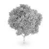 Honey locust (Gleditsia triacanthos)