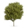 CGAxis Models Volume 62 3D Trees VI - Image 6
