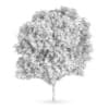Honey locust (Gleditsia triacanthos)