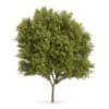 Honey locust (Gleditsia triacanthos)