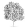 Honey locust (Gleditsia triacanthos)