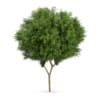 CGAxis Models Volume 62 3D Trees VI - Image 5