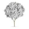 Honey locust (Gleditsia triacanthos)