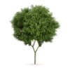 Honey locust (Gleditsia triacanthos)
