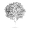 Honey locust (Gleditsia triacanthos)