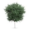CGAxis Models Volume 62 3D Trees VI - Image 4