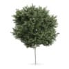 CGAxis Models Volume 62 3D Trees VI - Image 3