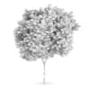 Field maple (Acer campestre)