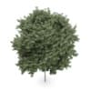 Field maple (Acer campestre)